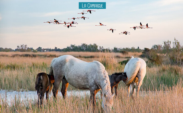 la_camargue_elysee-46255524.jpg